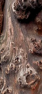 Abstract pattern of old weathered tree trunk with knots and cracks. 스톡 사진