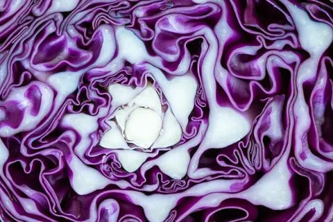 Abstract pattern purple cauliflower Vegetable slash , background textures Stock Photos