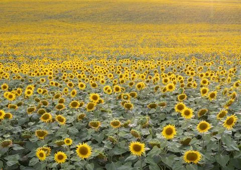 Abstract pattern of repeating sunflowers in large agricultural field Stock Photos