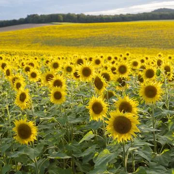 Abstract pattern of repeating sunflowers in large agricultural field 스톡 사진