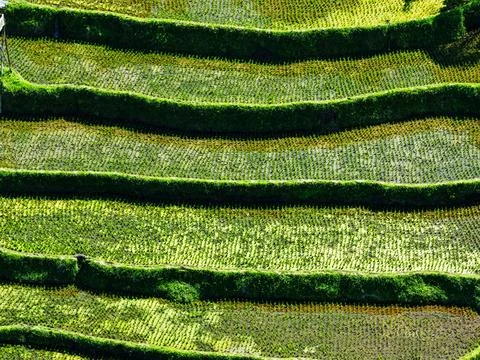 Abstract Pattern of Rice Terraces in Indonesia Stock Photos