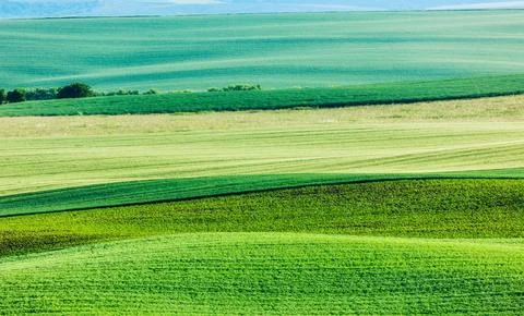 Abstract pattern of rolling striped fields in summer Moravia Czech Republic Stock Photos