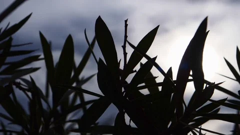 Abstract pattern with sun shining through foliage Stock Footage 84741203