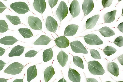 Abstract pattern, texture with green leaves eucalyptus populus isolated on white Stock Photos