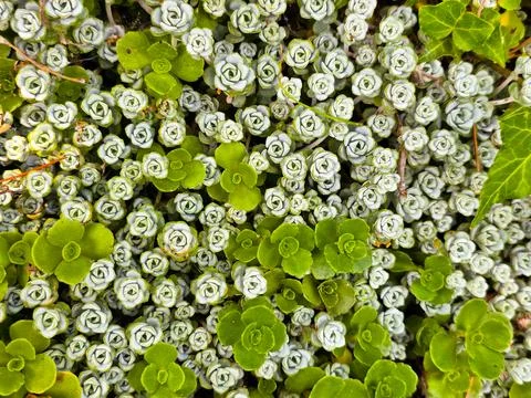 Abstract Pattern of Tiny Succulent Rosettes and Green Ground Cover Plants Stock Photos