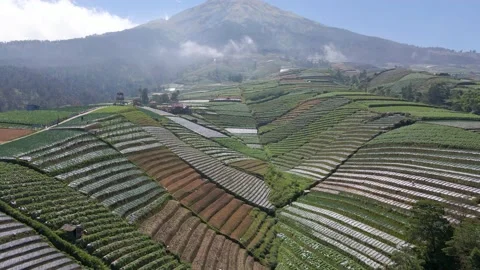 Abstract pattern of vegetable farm on volcano slope in Central Java, Stock Footage 165191933