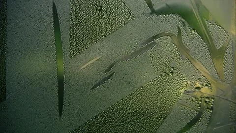 Abstract pattern of water drops on glass Stock Photos