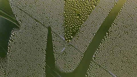 Abstract pattern of water drops on glass Foto stock