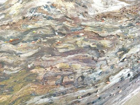 Abstract pattern of wood trunk Stock Photos