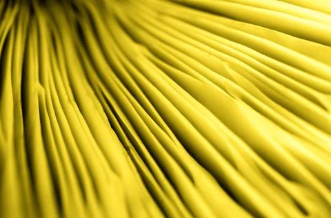 Abstract pattern with yellow mushroom texture background in trendy color of 2 Stock Photos