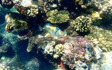 Abstract patterned triggerfish over colorful coral reef in egypt. Stock Photos