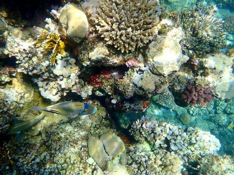 Abstract patterned triggerfish over colorful coral reef in egypt. Stock Photos
