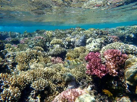 Abstract patterned triggerfish over colorful coral reef in egypt. Stock Photos
