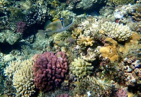 Abstract patterned triggerfish over colorful coral reef in egypt. Stock Photos