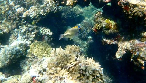 Abstract patterned triggerfish over colorful coral reef in egypt. Stock Photos