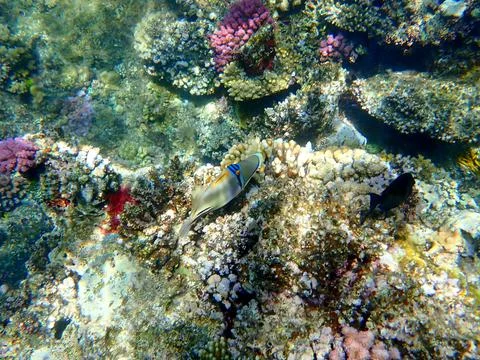 Abstract patterned triggerfish over colorful coral reef in egypt. Stock Photos