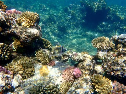 Abstract patterned triggerfish over colorful coral reef in egypt. Stock Photos