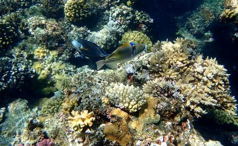 Abstract patterned triggerfish over colorful coral reef in egypt. Stock Photos