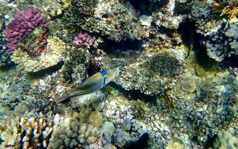 Abstract patterned triggerfish over colorful coral reef in egypt. Stock Photos