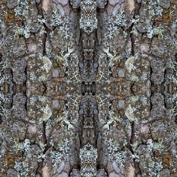 Abstract patterns are created by bark on a pine tree and lichen Stock Photos