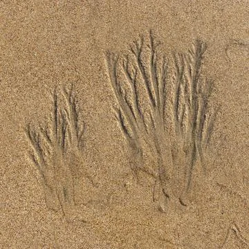 Abstract patterns on beach sand Foto stock