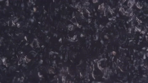 Abstract Patterns in Black Speckled Liquid Stock Footage 208762310