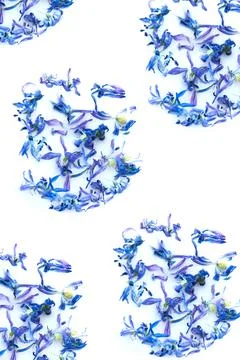 Abstract patterns of bright blue flowers. Flowers in milk.Blue flower petals  Stock Photos