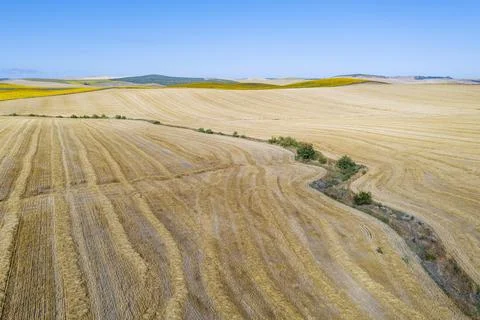 Abstract patterns in cornfield after wheat harvest and dry stream the backdrop Stock Photos