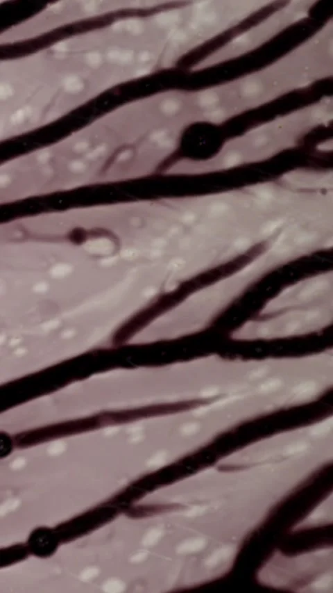 Abstract patterns created by paint on a dark surface Stock Footage 341903876
