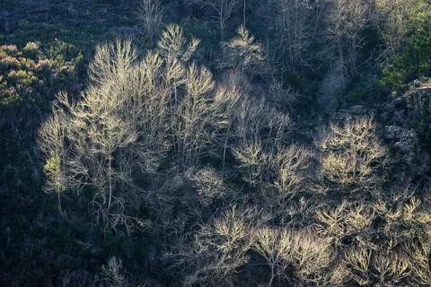 Abstract patterns formed by tree branches covered in bright lichen against da Stock Photos