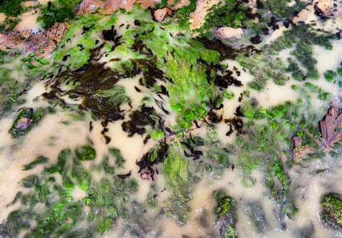 Abstract patterns of green and brown algae on a sandy seabed with shallow wat 스톡 사진