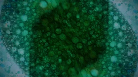 Abstract Patterns of Ink in Water Stock Footage