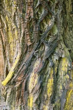 Abstract patterns on the rough bark covered with yellowish green lichen Foto stock