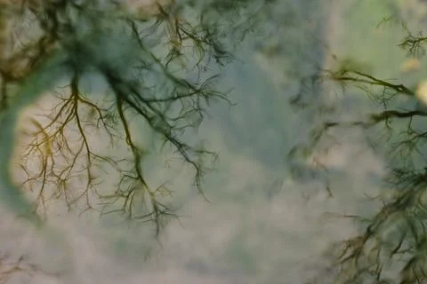 Abstract Patterns in Water a Double Exposure Effect Stock Photos