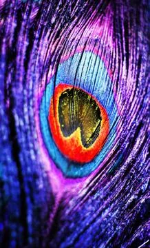 Abstract peacock feather Stock Photos
