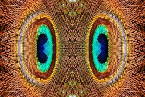 Abstract peacock feathers pattern Abstract orange and blue peacock feather... Stock Photos