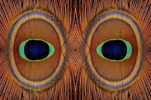 Abstract peacock feathers pattern Abstract orange and blue peacock feather... Stock Photos