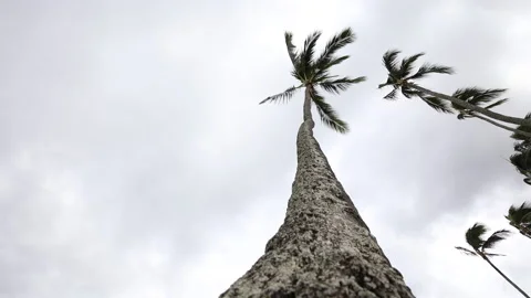 An abstract perspective view of a palm tree in Hawaii on a cloudy day. Stock Footage 171516137