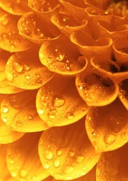 Abstract petals Stock Photos