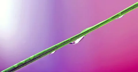 Abstract phoenix leaf Stock Photos