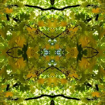 Abstract Photo Collage of Back-lit Autumn Foliage 9 Foto stock