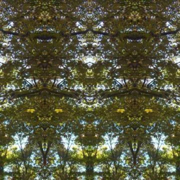 Abstract Photo Collage of Back-lit Autumn Foliage 20 Stock Photos