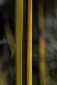 Abstract photography of singular leaf Stock Photos