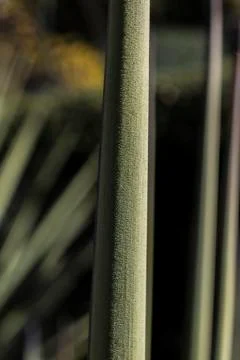 Abstract photography of singular leaf Stock Photos