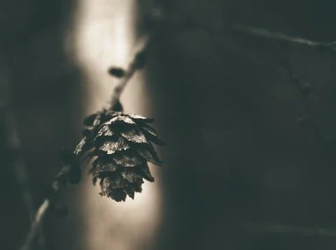Abstract picture with a dried pine tree or conifer cone Stock-Fotos