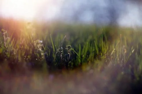 Abstract picture of the spring grass, Shallow DOF Stock-Fotos
