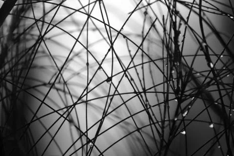 Abstract Pine Needles Stock-Fotos