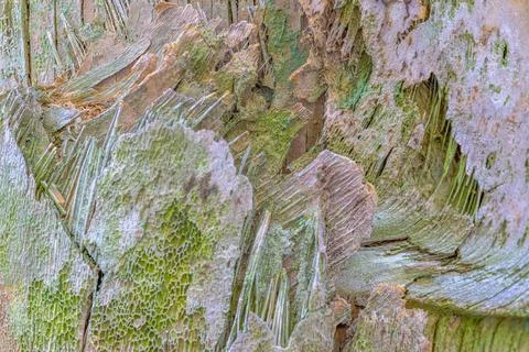 Abstract pine tree bark 库存照片