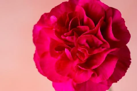 Abstract, pink background with copy space. Red carnation fresh flower Stock-Fotos