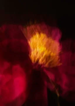 Abstract pink blurred peony Foto stock